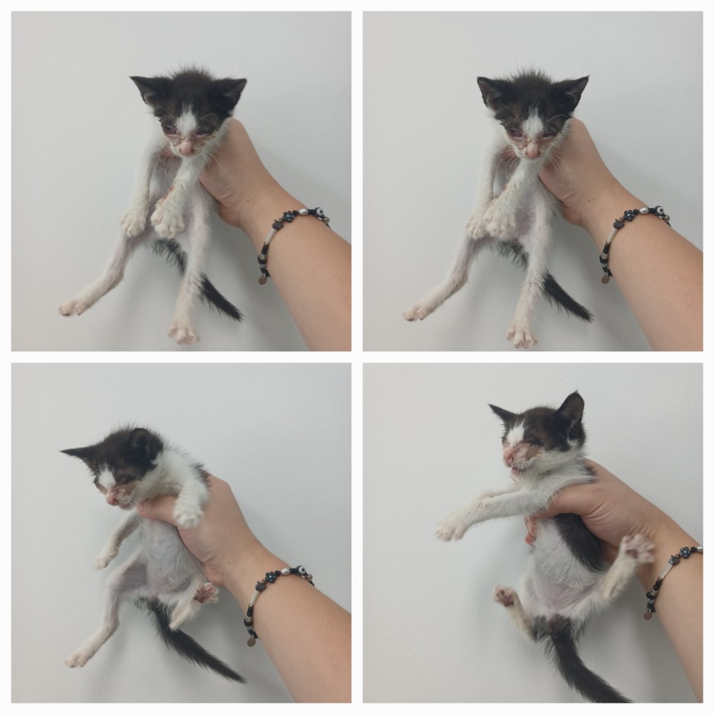 천안시 동물보호센터_444449202401425